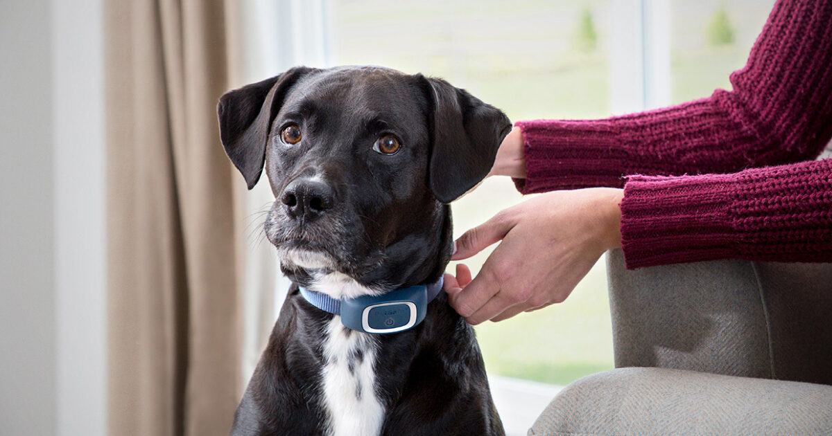 PetSafe Smart Dog Collar Delve
